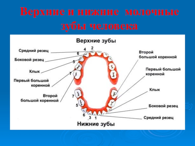 Зубы коренные и молочные схема