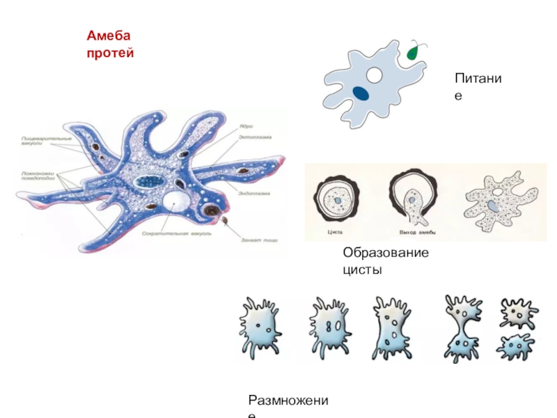 На рисунке изображено одно из проявлений жизнедеятельности амебы огэ по биологии