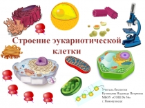 Презентация по биологии на тему Строение клетки (10 класс)