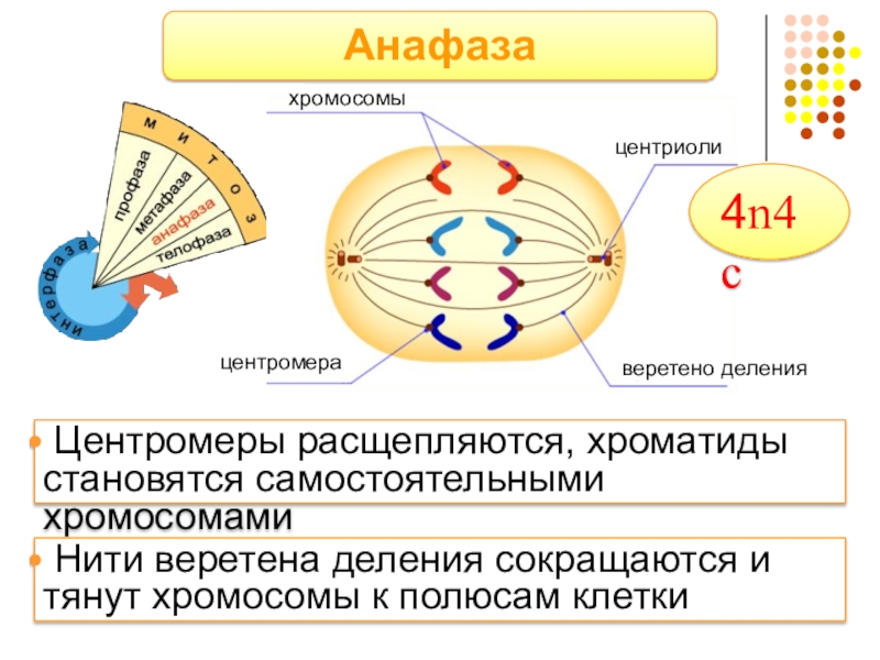 Деление клетки образование веретена деления. Центриоли нити веретена деления. Центриоли Веретено деления. Клеточный центр и нити веретена деления. Митоз нити веретена деления.