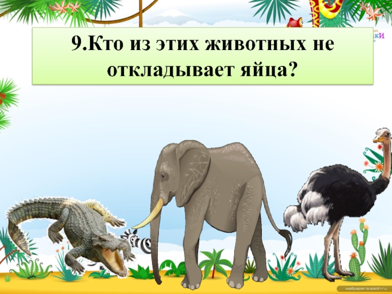 Час зверя. Кто из этих животных откладывает яйца. Кто из этих животных не откладывает яйца. Кто из животных не откладывает яйца. Какой из этих животных не откладывает яйца.