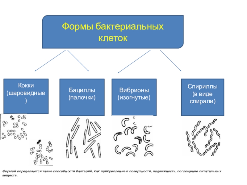 Схема формы бактерий