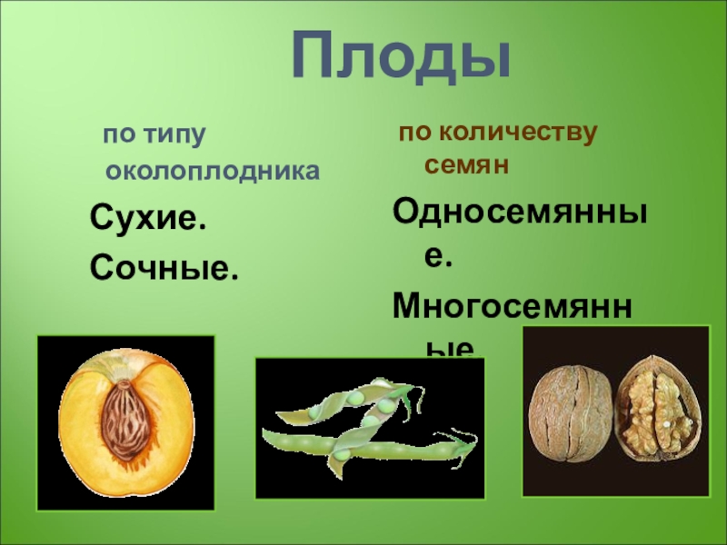 3 части околоплодника. Сухие односемянные плоды. Плод околоплодник семя. Плоды по типу околоплодника. Плоды по типу околоплодника и по количеству семян.