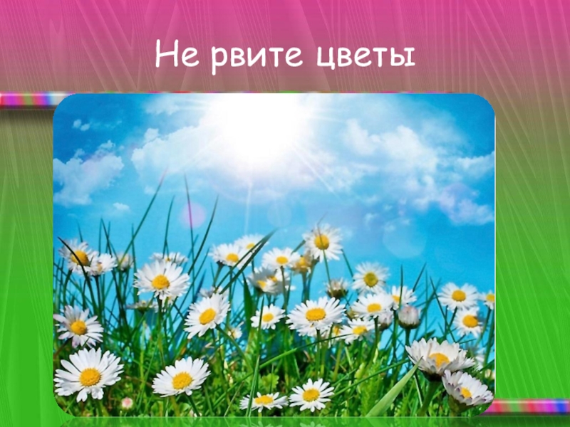 Не рву цветы. Не рвите цветы. Не рвите цветы Антонов. Песня не рвите цветы не рвите. А.Фадеева «не рвите цветы».