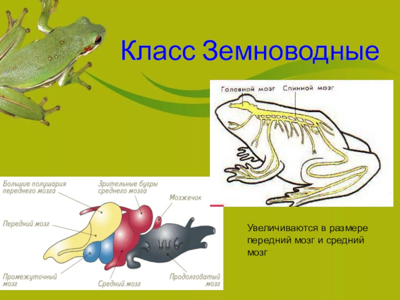 Нервная система 7 класс презентация