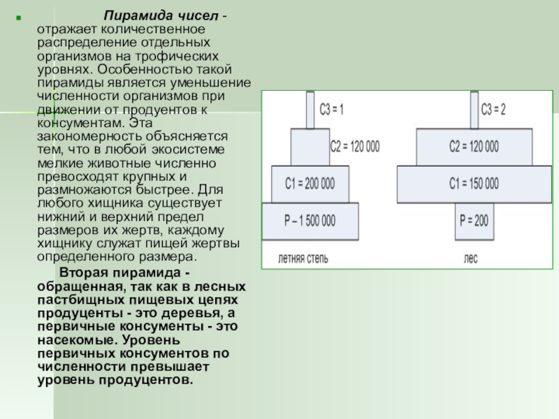Количественное распределение. Пирамида чисел. Что отражает пирамида чисел. Характеристика пирамиды чисел. Обращенный вид пирамиды чисел.