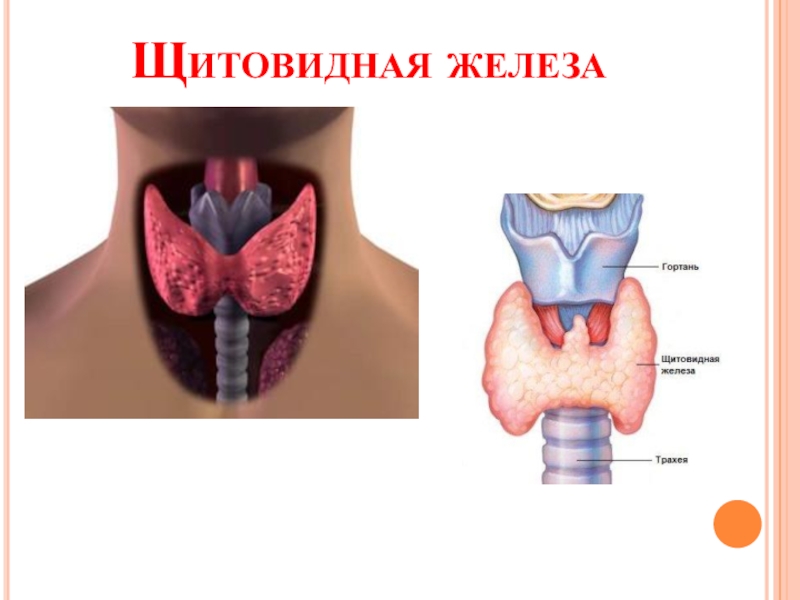 Щитовидная железа биология 8. Щитовидная железа анатомия. Щитовидная железа презентация. Щитовидная железа биология.