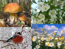 Презентация по английскому языку на тему Времена года