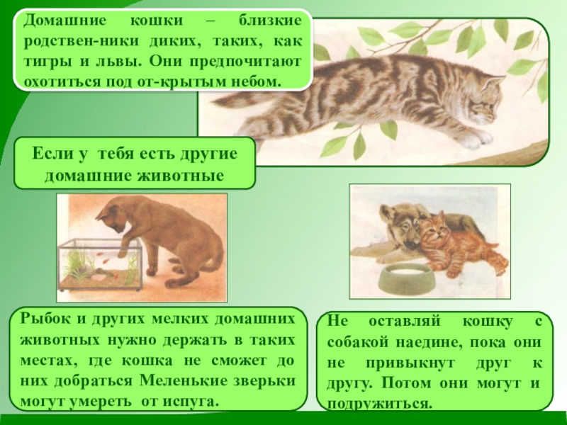 Ближайшая кошка