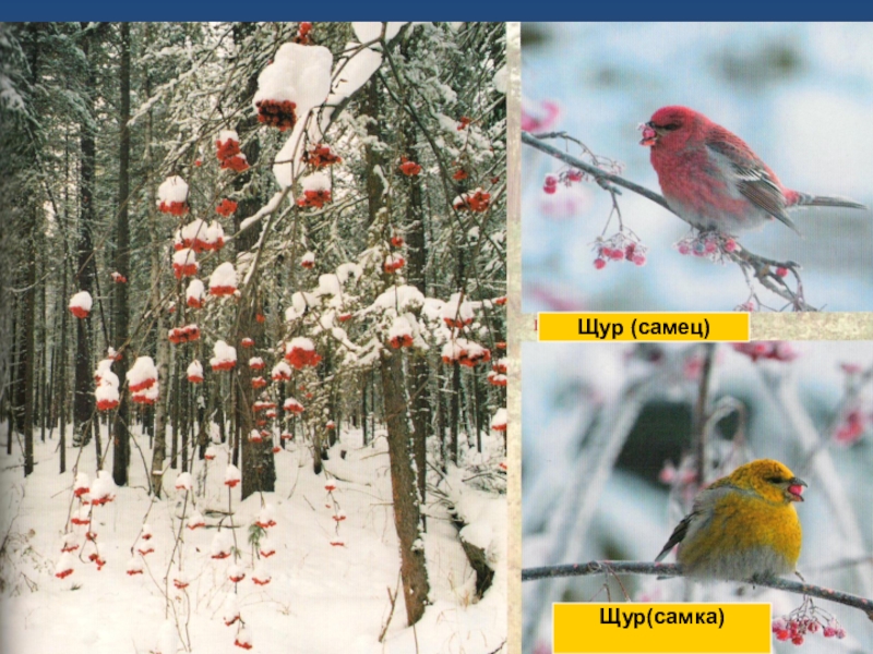 Щур самец и самка. Клёст птица самка. Щур рисунок. Клёст-еловик. Щур таежный самка.