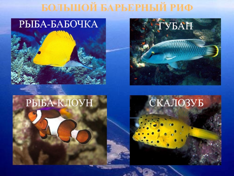 Фото рыбы с названиями для детей
