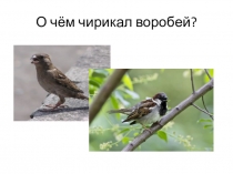 Презентация по русскому языку на тему: Сочинение. О чём чирикает воробей