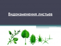 Презентация по биологии на тему Видоизменения листьев (в соответствии с ФГОС) (5 класс)