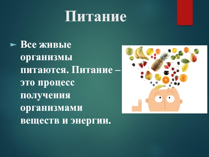 Питание это в биологии. Питание живых организмов. Процесс питания живых организмов. Питание живых организмов презентация. Питание организмов биология.