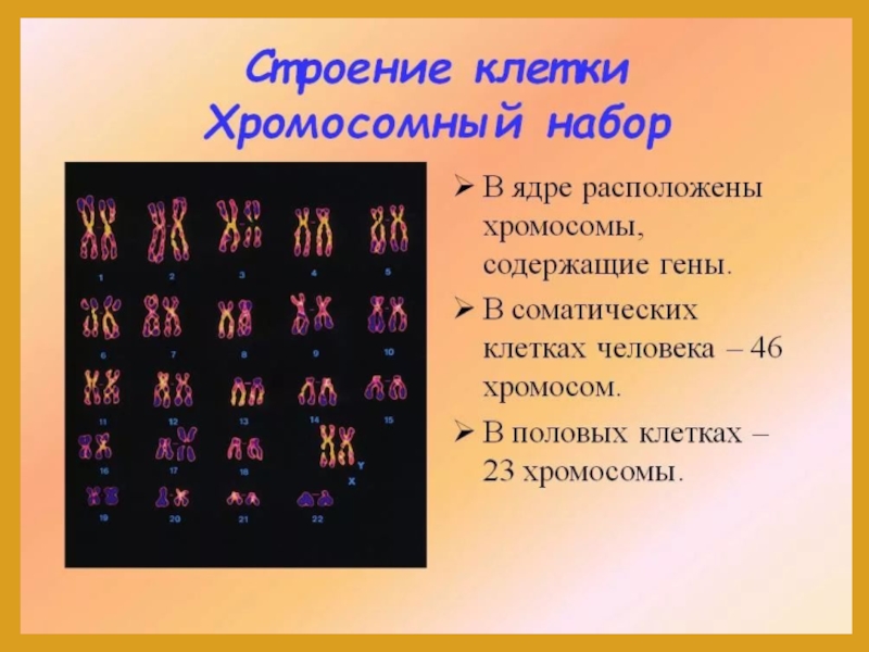 Какой хромосомный набор характерен для клеток мякоти