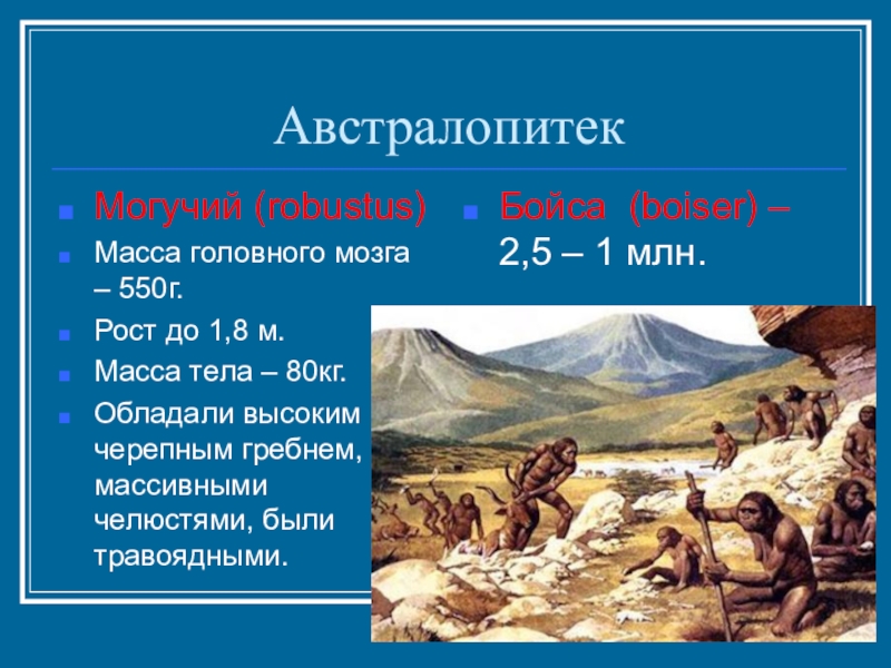 Австралопитеки презентация по биологии 11 класс