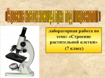Лабораторная работа на тему Строение растительной клетки