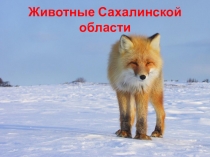 Презентация Животные Сахалина, занесённые в Красную книгу