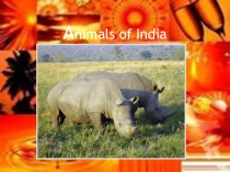 Презентация по английскому языку Amazing creatures(5 класс)