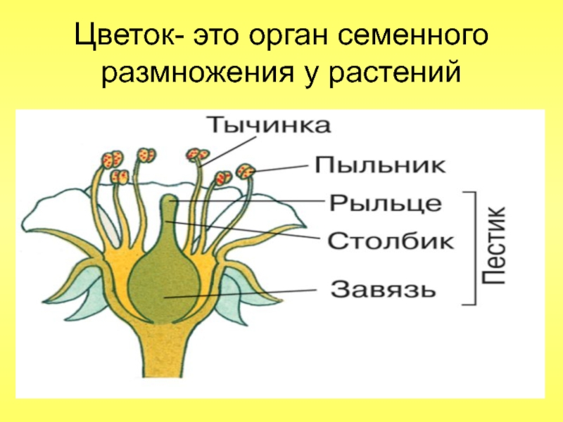 Есть ли половое размножение у растений. Органы полового размножения растений биология 6 класс. Цветок орган полового размножения растений. Органы размножения цветка. Половое размножение цветка.
