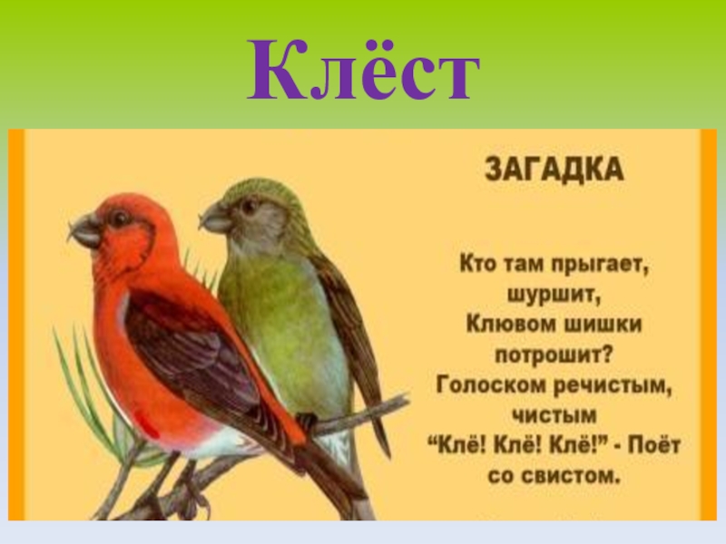 Птицы 2 класс окружающий мир. Клёст птица описание. Загадка про клеста. Клест презентация. Информация о клесте.