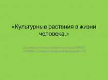 Презентация по окружающему миру Культурные растения в жизни человека