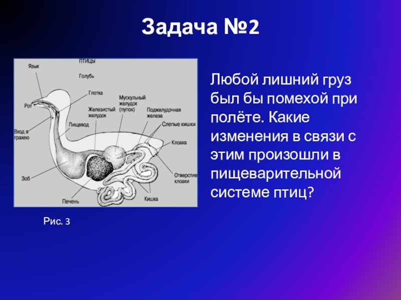 Пищеварительная система птиц. Пищеварительная система птицы голубь. Железистый желудок у птиц. Процессы пищеварительной системы птиц. Где происходит пищеварение у птиц.