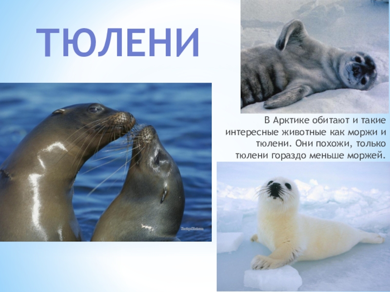 Сравните образ жизни тюленя и кита. Моржи тюлени морские котики. Тюлень и морской котик. Животные Арктики морж. Животное Арктики тюлень.