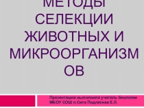 Презентация по биологии 9 класс на тему Селекция животных и микроорганизмов