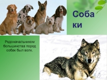 Презентация к проекту Кого лучше завести - кошку или собаку? (2 класс)