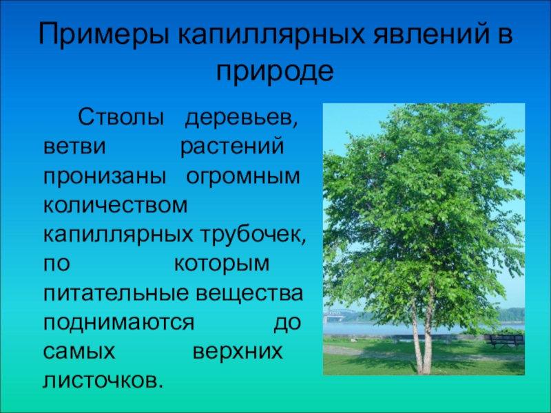 Природа пример из жизни. Капиллярные явления в природе. Капиллярные явления в природе и технике. Примеры капиллярных явлений в природе. Приведите примеры капиллярных явлений в природе..