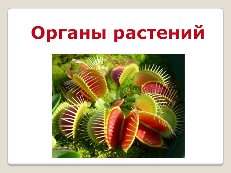 Орган растений 4. Биология органы растений. Необычные двойные органы у растений. Фон для проекта по биологии про органы и растения. Растение органа который в конце г.