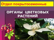 Презентация по теме: Органы цветковых растений