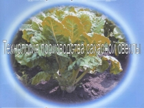 Презентация Технология возделывания сахарной свёклы