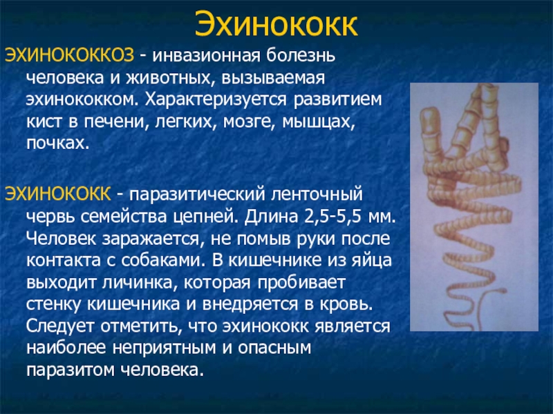 Эхинококк хозяин. Ленточные черви эхинококк. Эхинококк приспособление к паразитизму. Эхинококк адаптация к паразитизму.