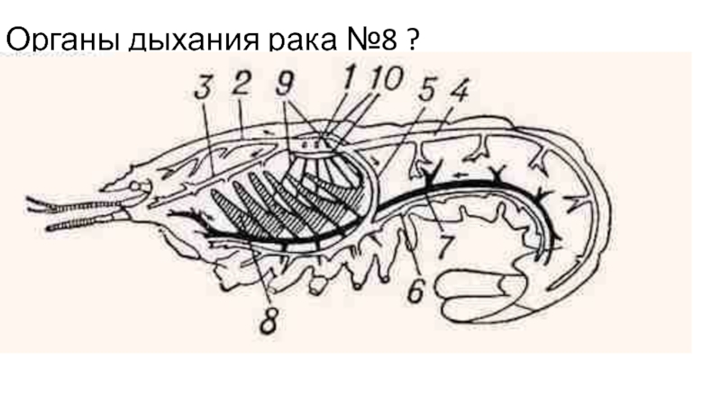 Органы дыхания рака. Кровеносная система ракообразных. Дыхательная система креветки. Кровеносная система креветки. Дыхательная система ракообразных.