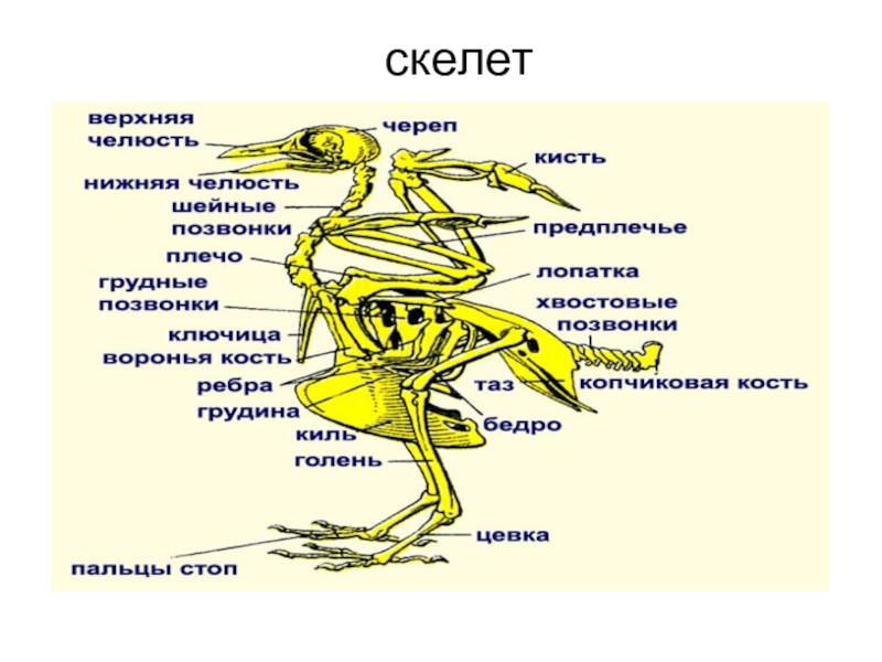 Скелет передней конечности птиц состоит из. Скелет лягушки", "скелет птицы.". Скелет лягушки пояс передних конечностей. Скелет земноводных Воронья кость. Коракоид у лягушки.