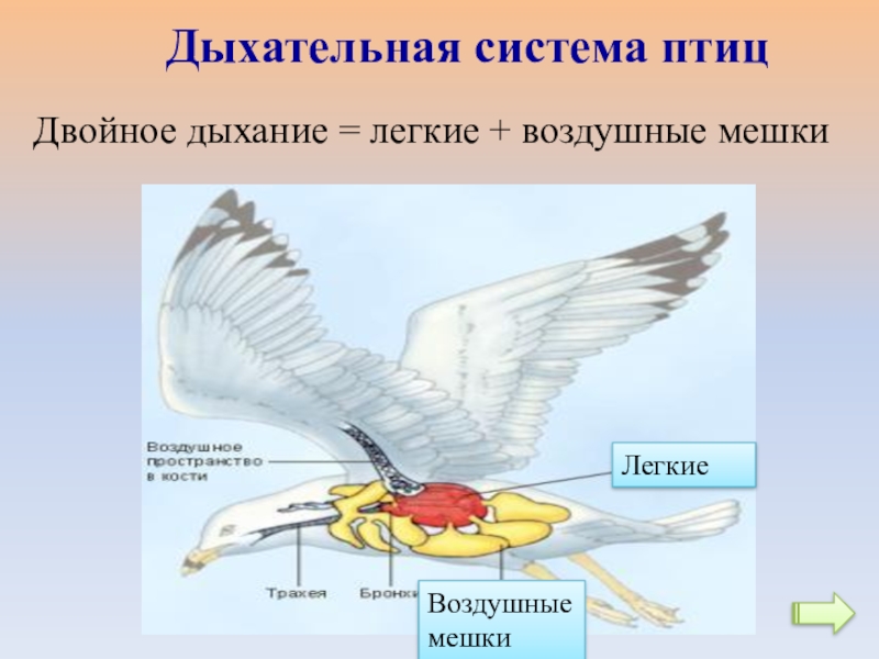 Биология 7 класс презентация по теме класс птицы