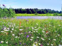 Презентация по окружающему миру на тему Стань природе другом