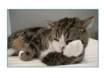 Презентация к уроку окружающего мира на тему Почему мы любим кошек и собак