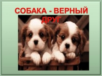 Презентація для виховної роботи у 5-8 кл. Собака-верный друг