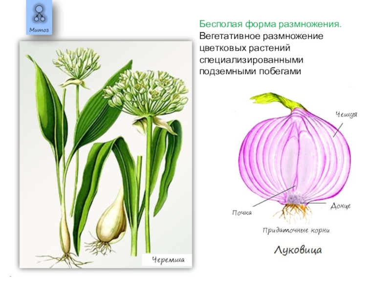 Бесполое размножение растений. Бесполое размножение вегетативное. Безполоеразмножение растений. Безполовое размножение растений.