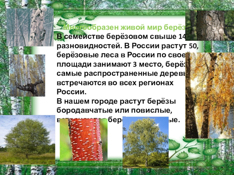 Лес где растет береза. Семейство березовые презентация. Самое распространенное дерево в России берёза. Как называется место где растут береза. Береза символ Родины моей.
