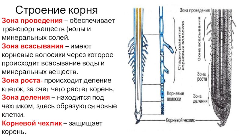 Схема корня растения