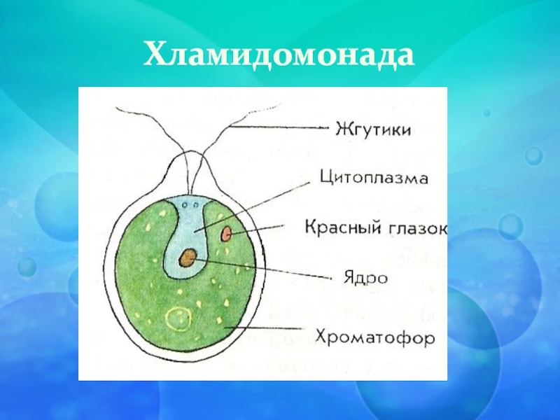 Поставьте цифры к названиям частей клетки хламидомонады в соответствии с рисунком