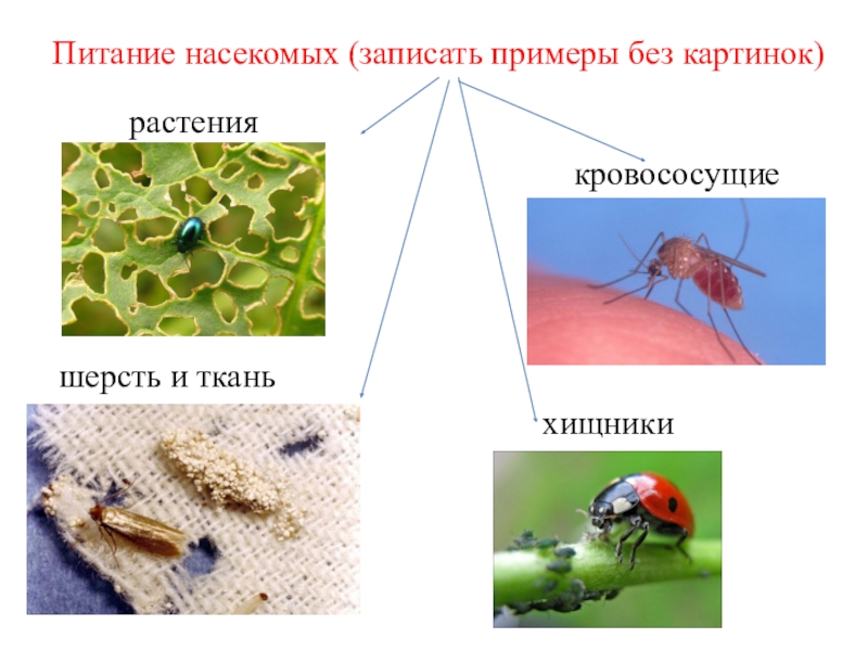 Питание насекомых. Класс насекомые питание. Способы питания насекомых. Типы питания насекомых.