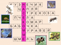 Презентация к уроку естествознания в 8 классе специальной (коррекционной) школы для детей с умственной отсталостью на тему Общие признаки насекомых