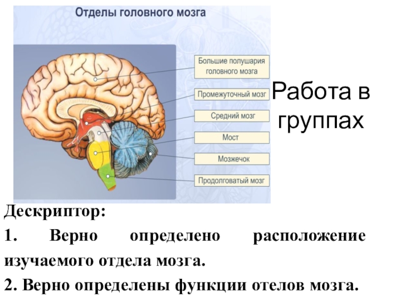 Строение головного мозга презентация 8 класс