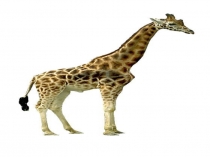 Презентация Звук и буква Ж,ж