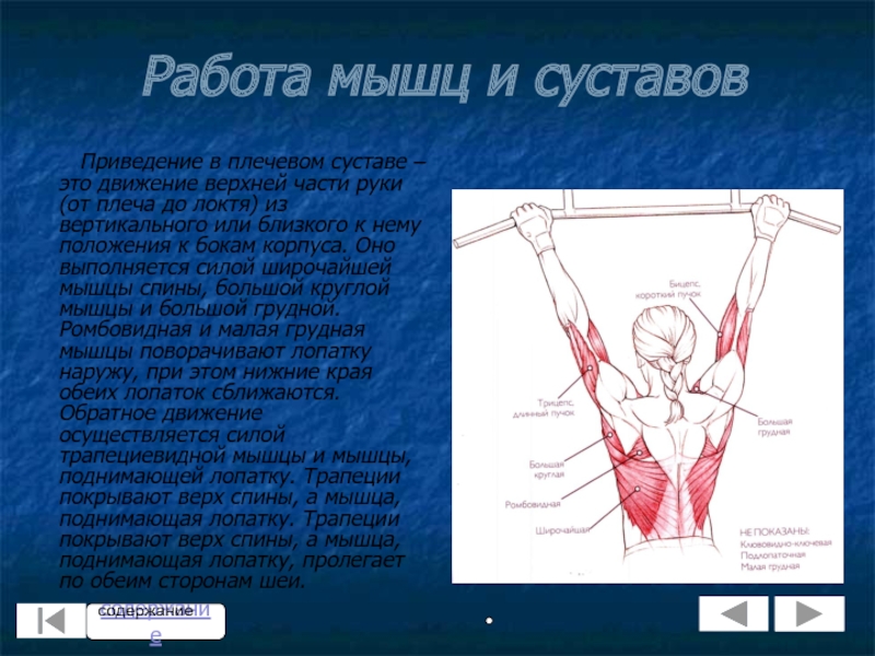 Приводит плечо к туловищу. Приведение мышцы. Мышца приведение плеча в плечевом суставе. Отведение и приведение мышц. Приведение плечевого сустава мышцы.